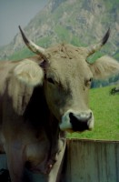 /album/fotos-europa/a1993-zurich-nesslu-small-jpg/